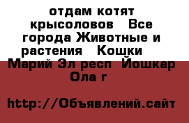 отдам котят крысоловов - Все города Животные и растения » Кошки   . Марий Эл респ.,Йошкар-Ола г.